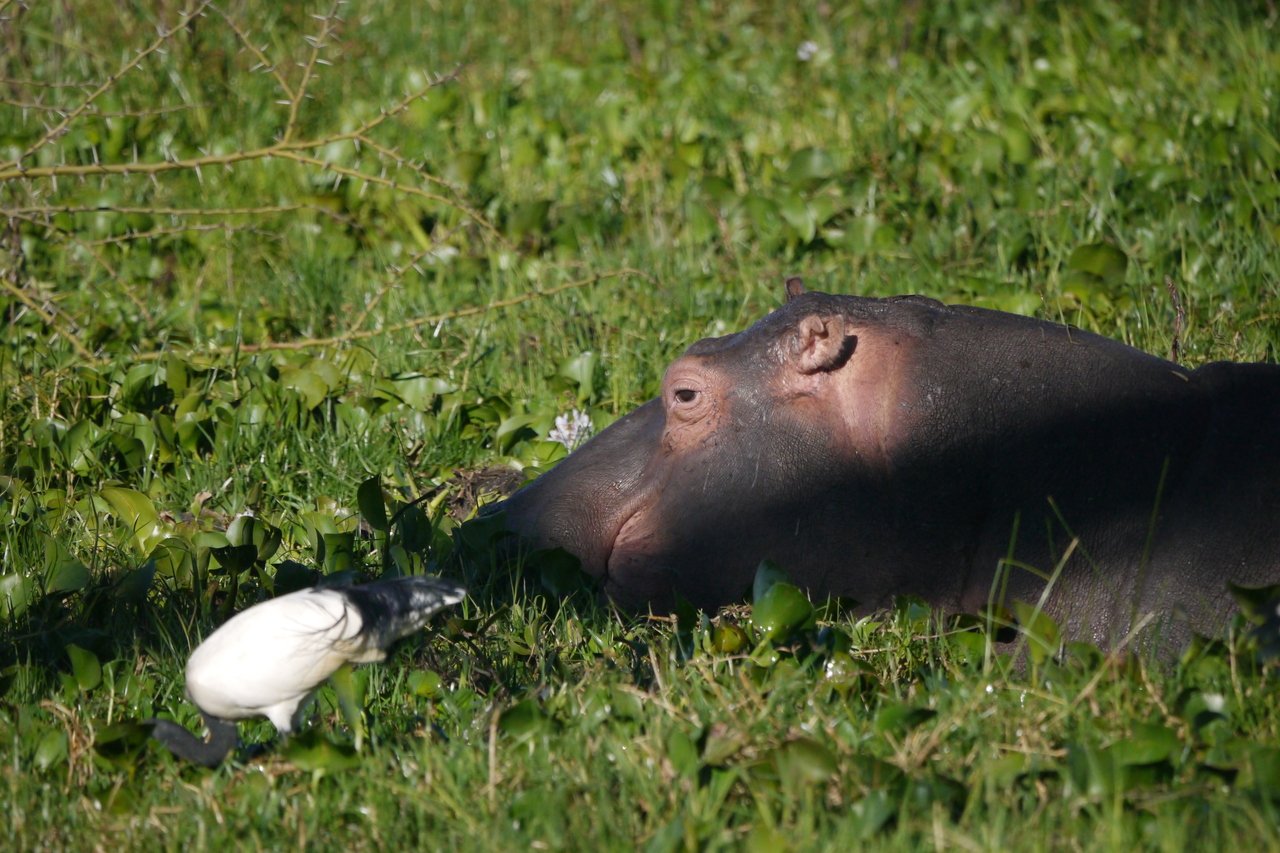 Nijlpaard tijdens rondje Kenia