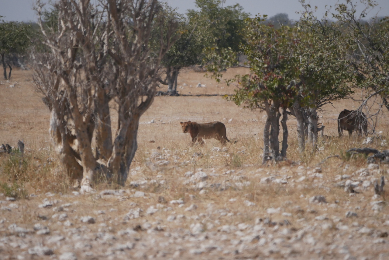 Leeuw in Etosha: Dolomite Leeuw in Etosha: Dolomite