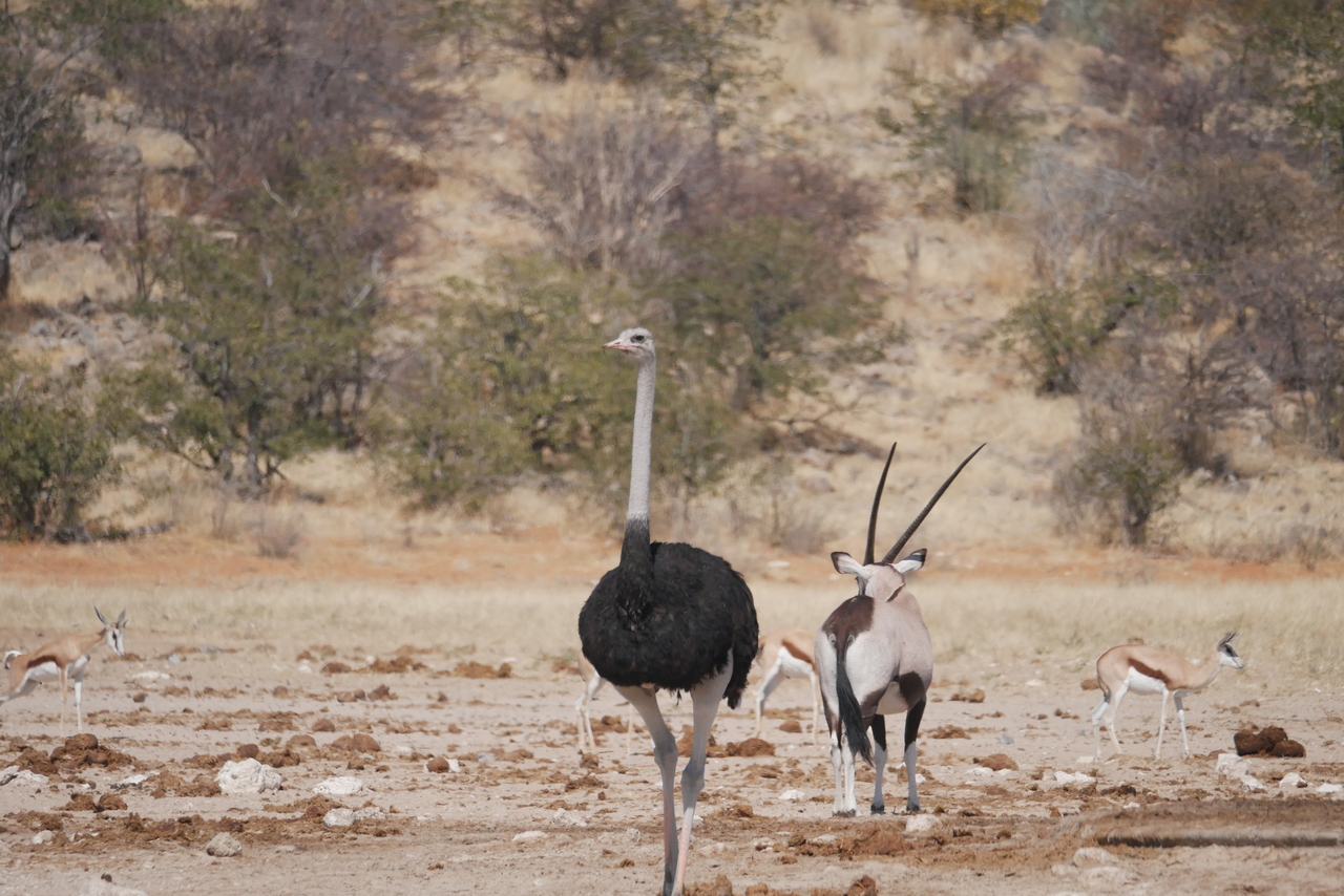 Struisvogel en Gemsbok Struisvogel en Gemsbok