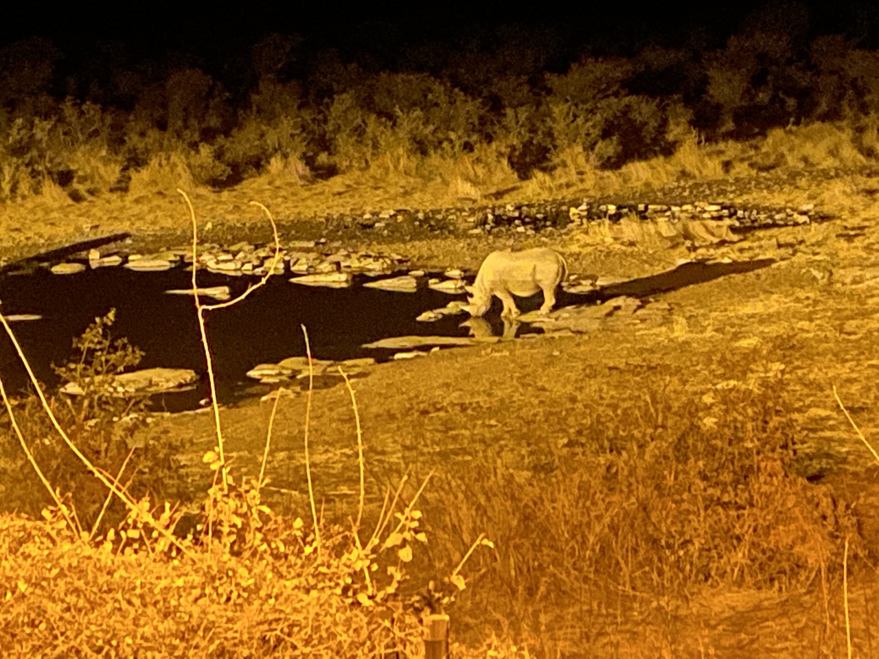 Drinkende neushoorn bij Halali kampplaats Drinkende neushoorn bij Halali kampplaats