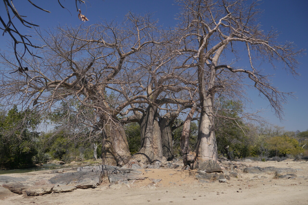 Vier Baobabs Vier Baobabs