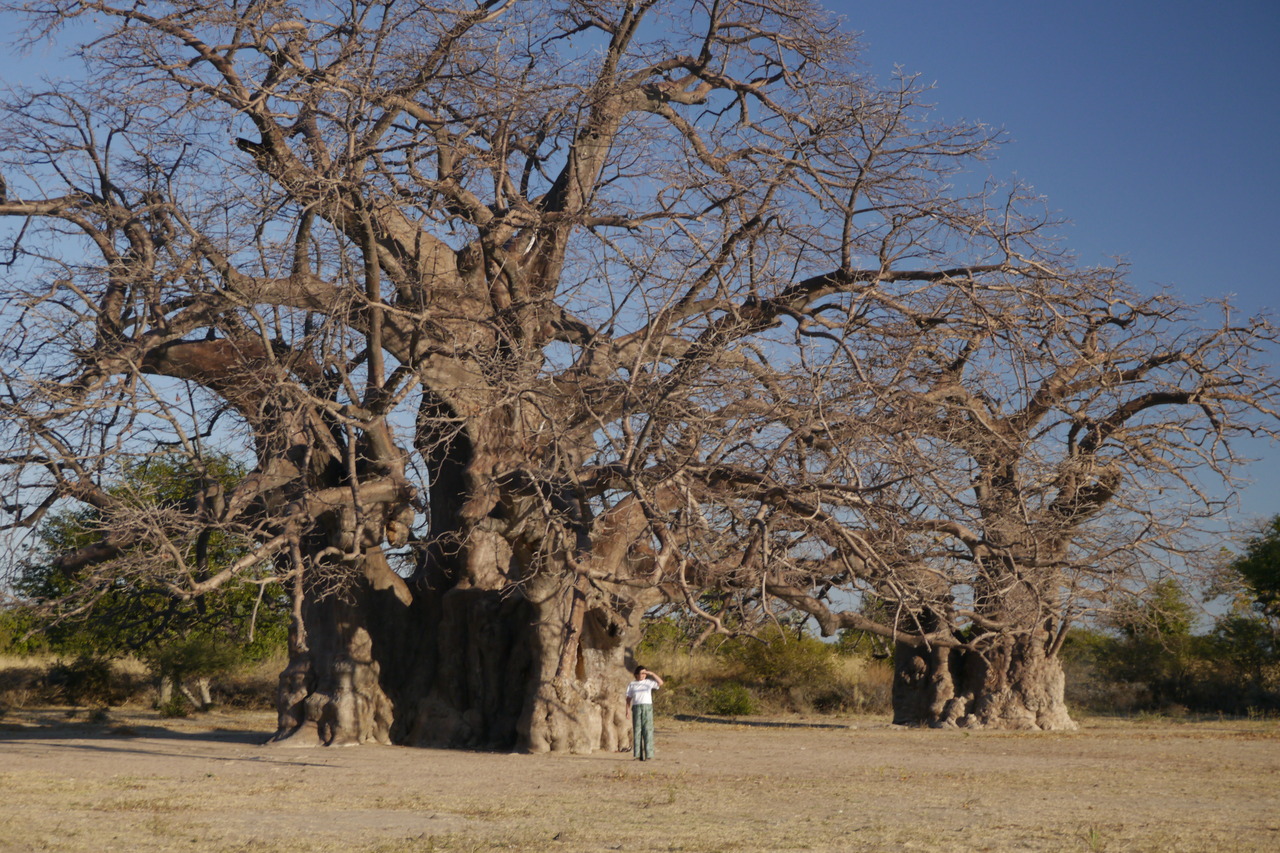Enorme Baobab Enorme Baobab
