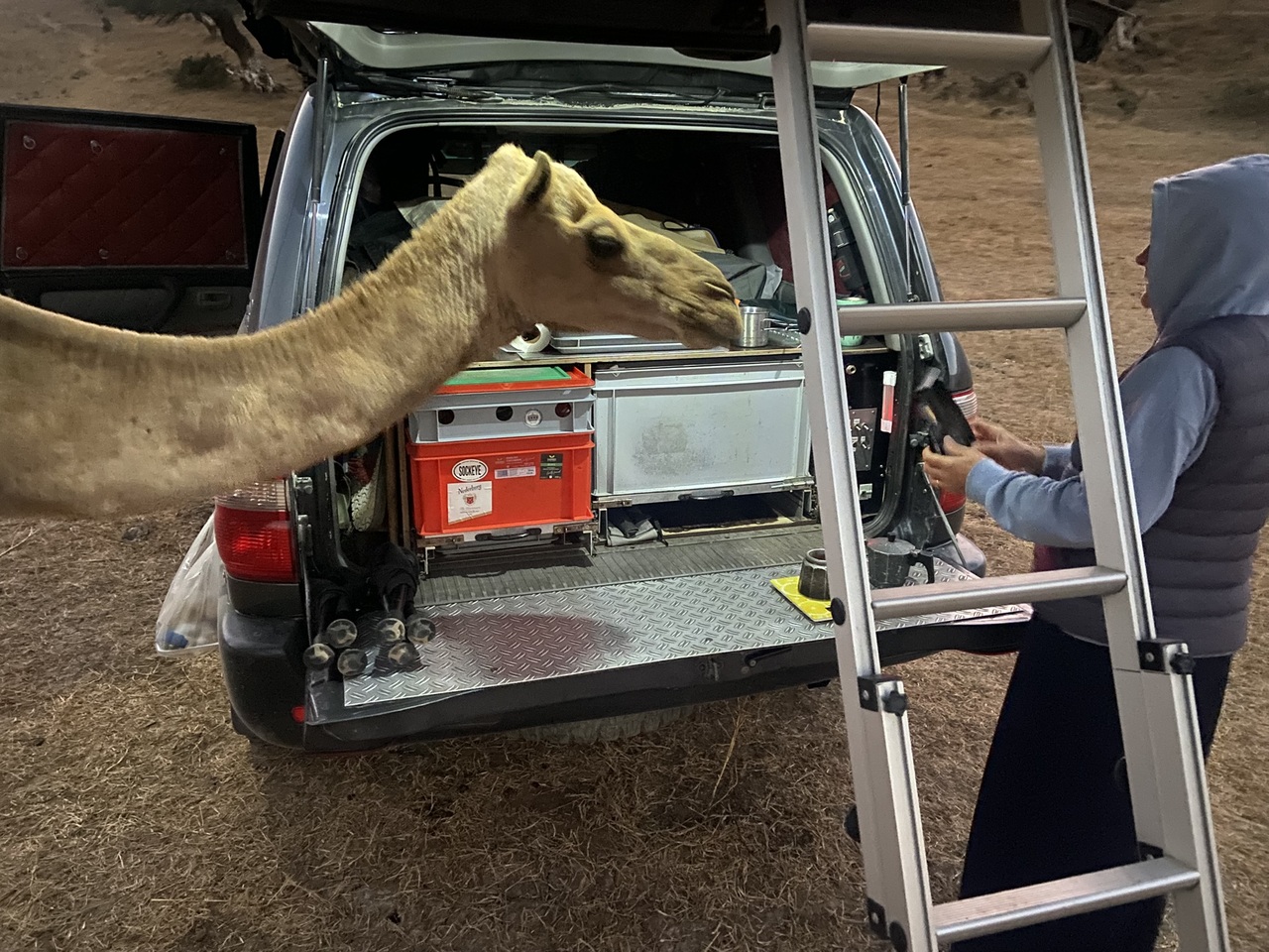 Nieuwsgierige kameel (dromedaris, eigenlijk)