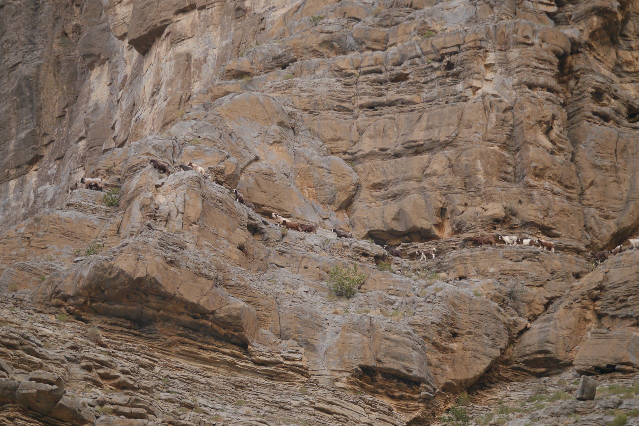 Geiten op ... een geitenpaadje